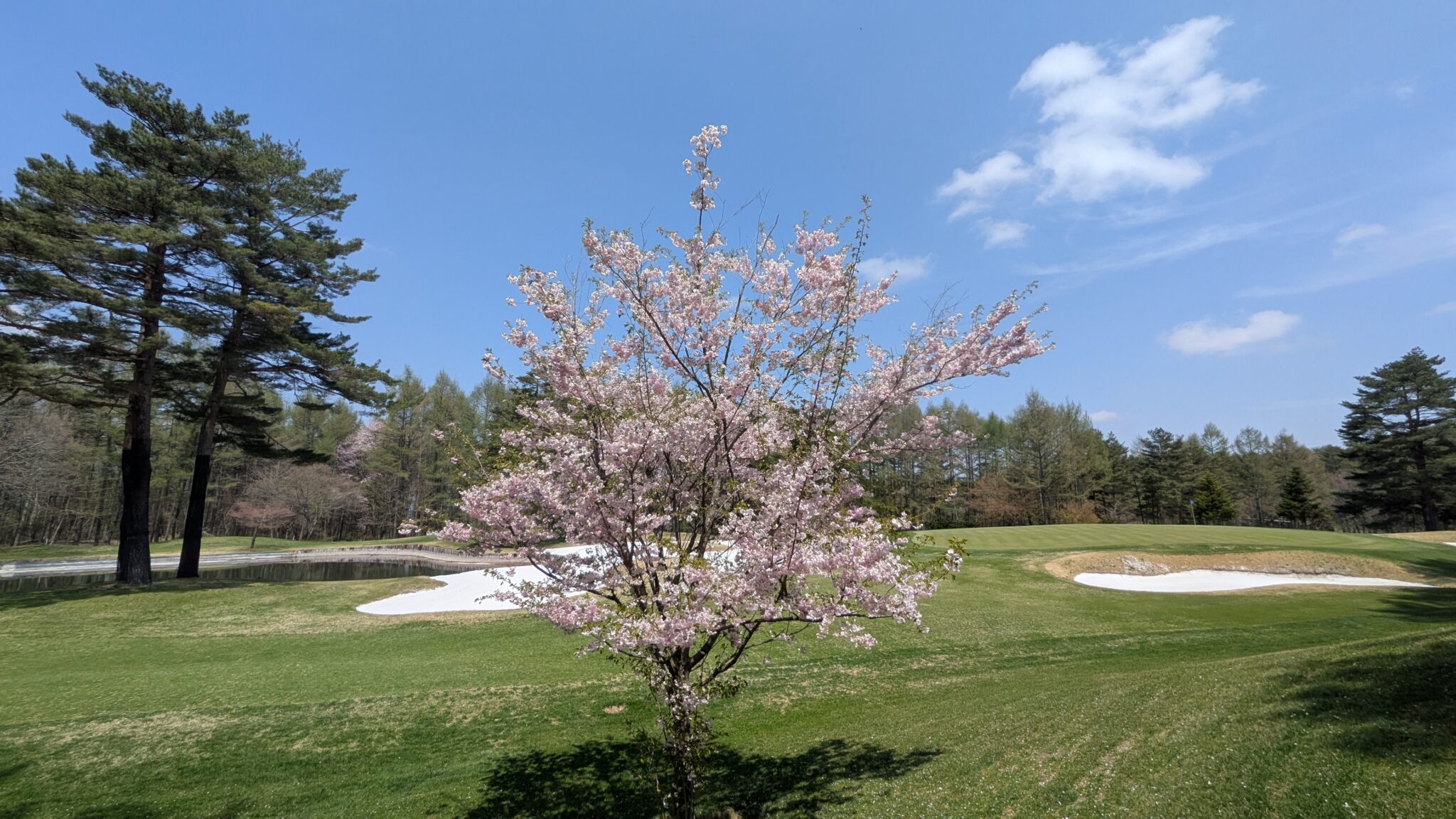 Royal Blue Golf Resortの公式サイトの画像(4/10)